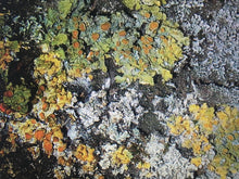 Load image into Gallery viewer, Marion Verboom x WDNWA, <em>Gufo</em>, 2019.